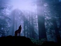 gray wolf